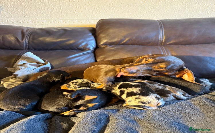 Dachshund dogs - Advert 1