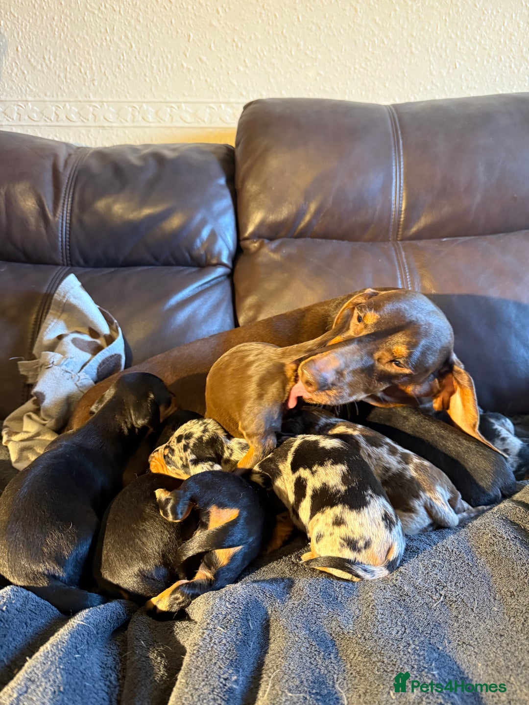 Dachshund dogs for sale: Beautiful standard dachshund puppies ❤️ - Image 1
