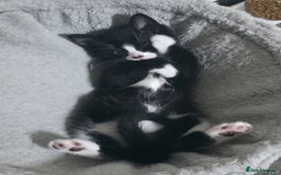 Mixed Breed cats for sale: Tiny Tuxedo Explorer Bella - Ready to leave - Image 1
