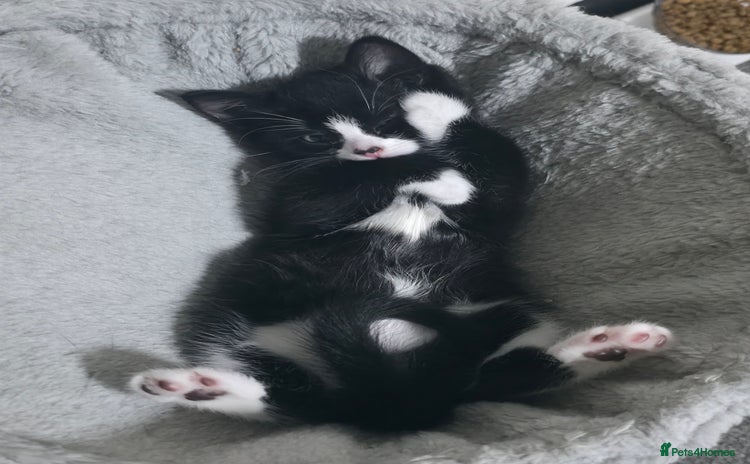 Mixed Breed cats - Advert 7