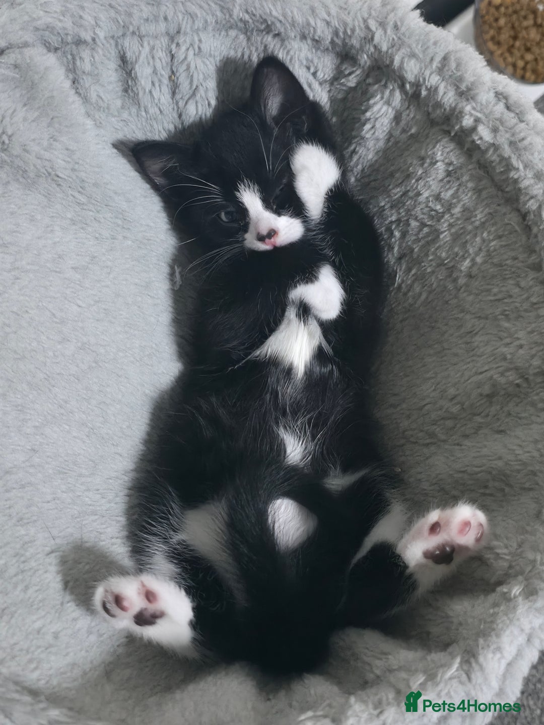 Mixed Breed cats for sale: Tiny Tuxedo Explorer Bella - Ready to leave - Image 1