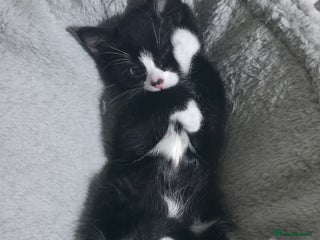 Mixed Breed cats - Advert 25