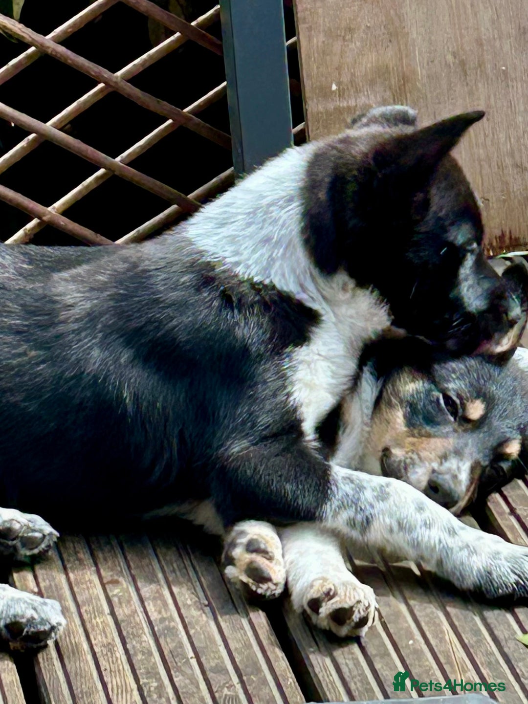 Border Collie dogs for sale: Boarder collie girl puppy - Image 2