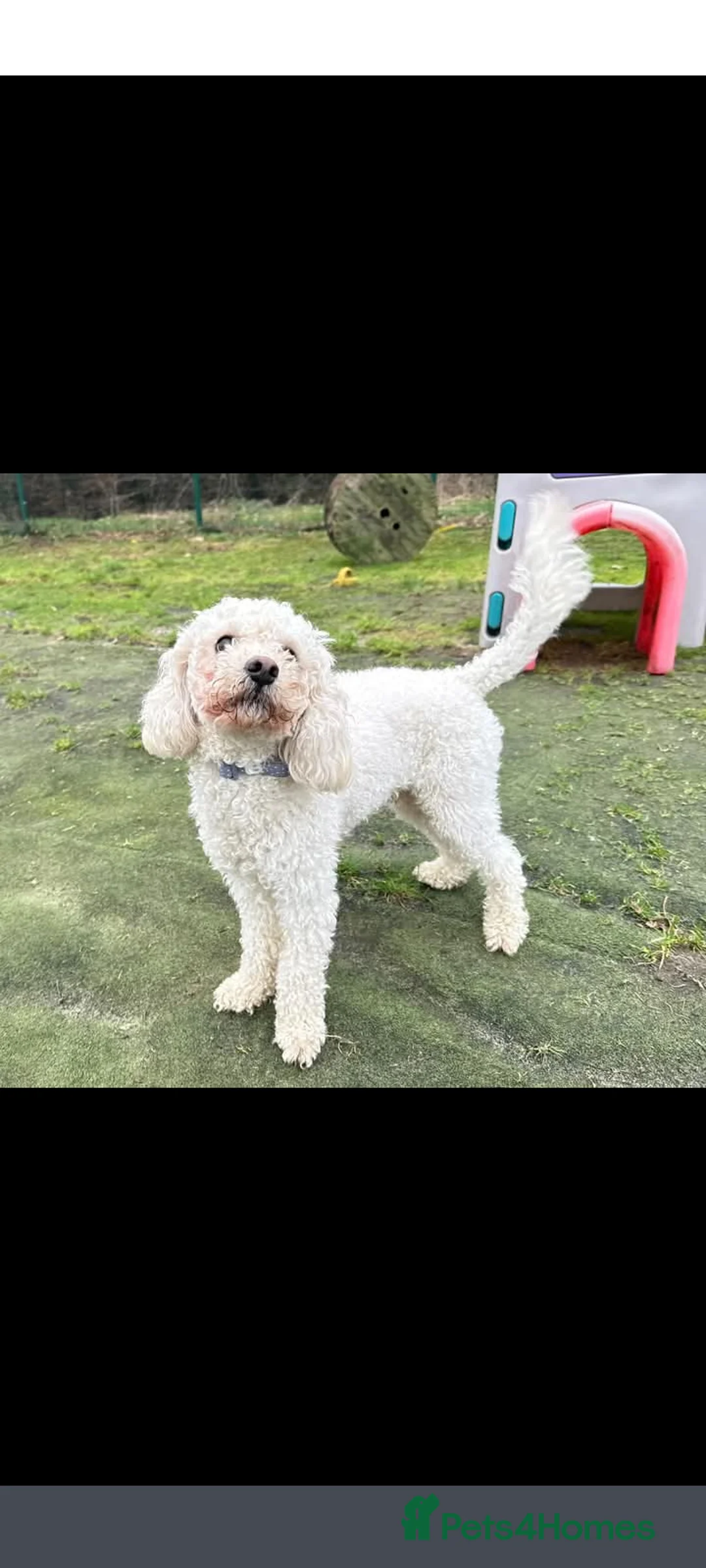 Mixed Breed dogs for stud: Dog for stud - Advert 5