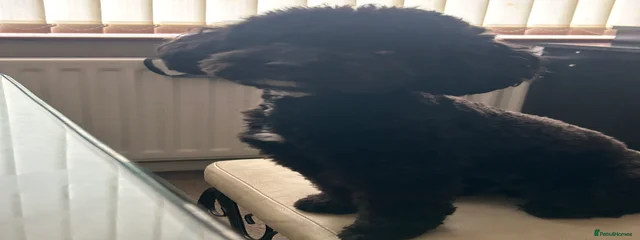 Maggie