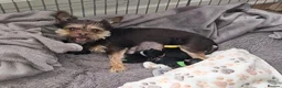 Mixed Breed dogs for sale: Beautiful Little Girl - Advert 6