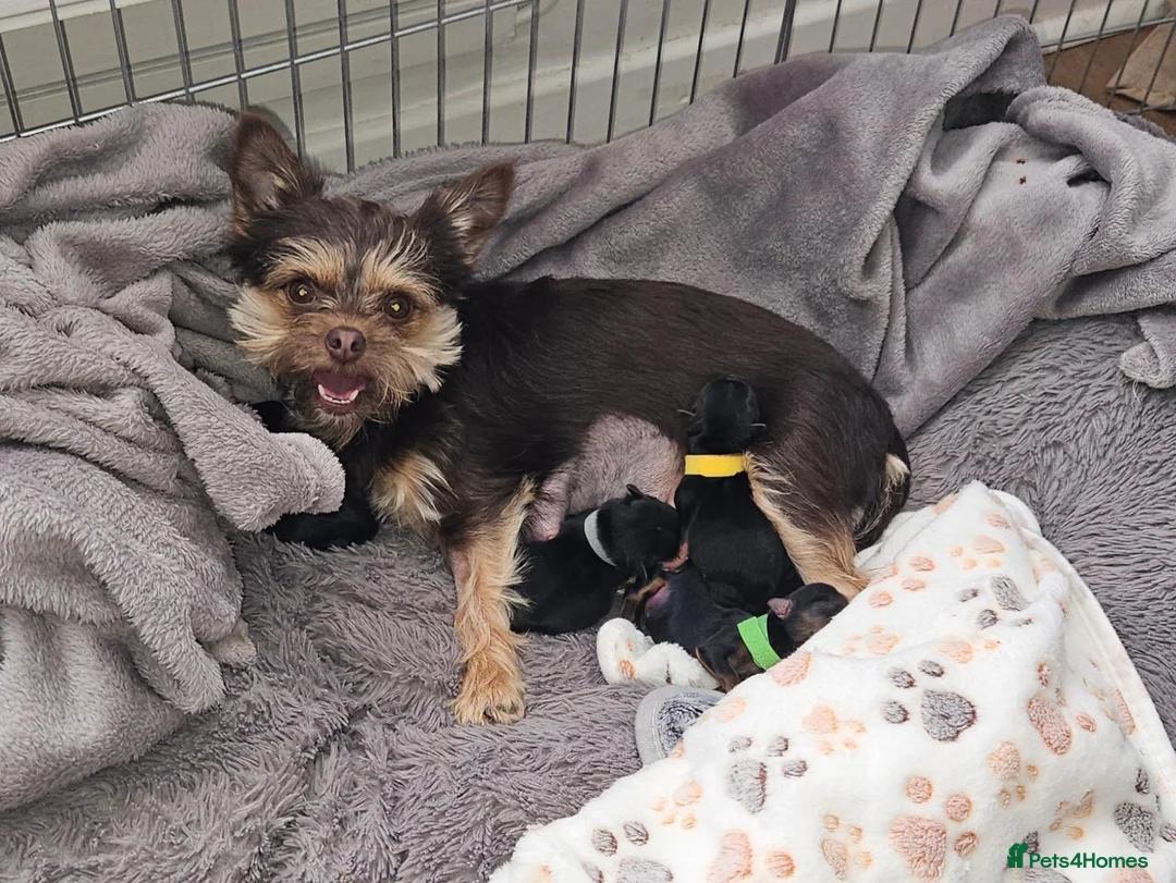 Mixed Breed dogs for sale: Beautiful Little Girl - Advert 6