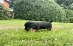 Mixed Breed dogs for sale: Norfolk Sausages Mini Dachshund x Norfolk terrier  - Image 9