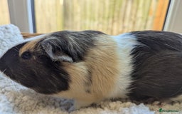 Guinea Pig rodents for sale: Beautiful Basil - Image 3