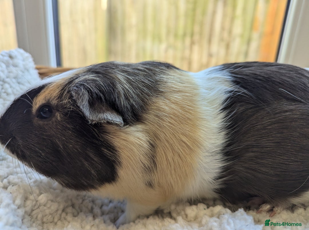 Guinea Pig rodents for sale: Beautiful Basil - Image 3