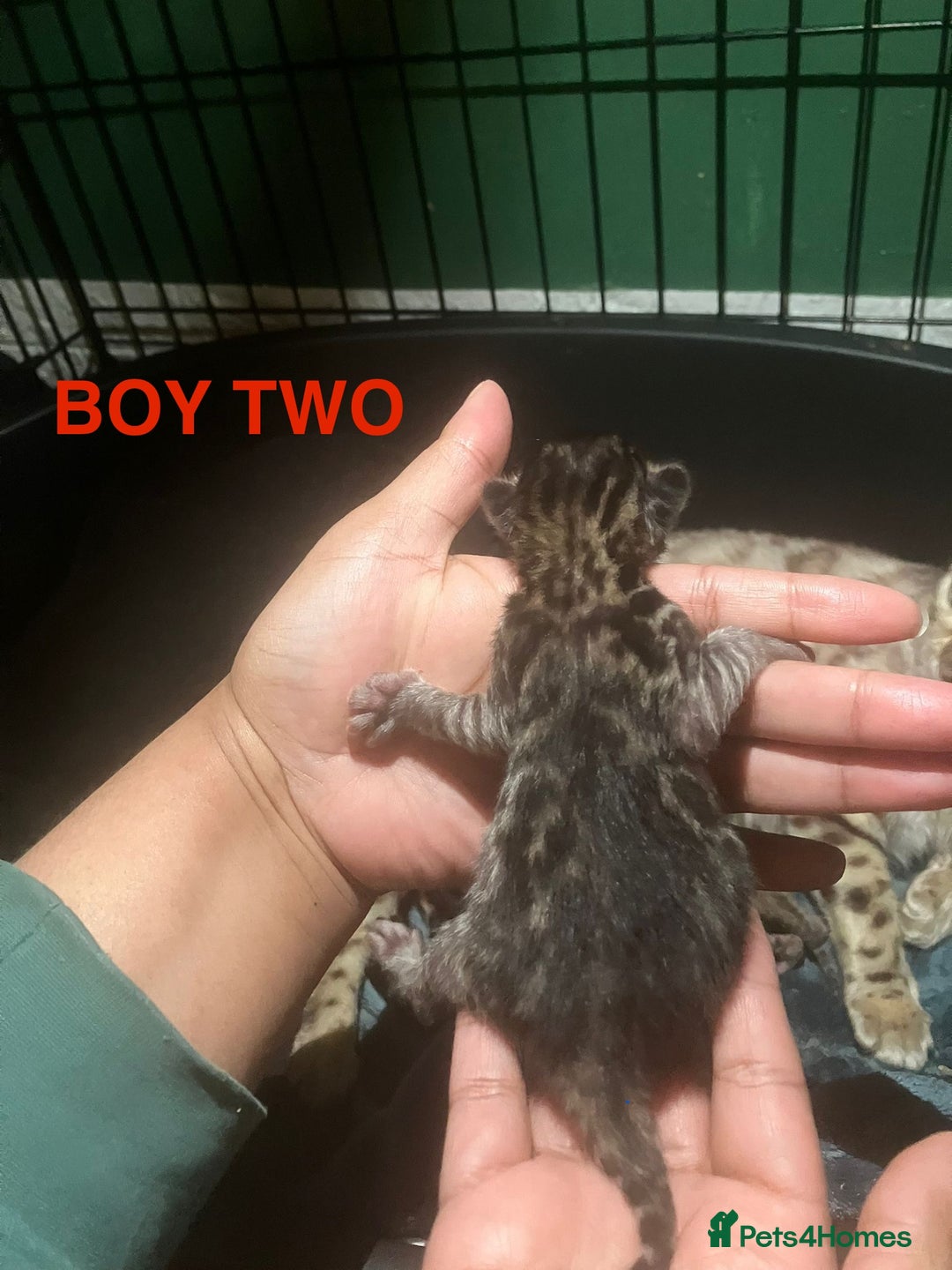 Bengal cats for sale: Pedigree Bengal Kittens  **  - Advert 7