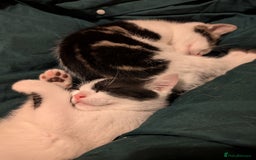 British Shorthair cats for sale: Kittens for Sale  - Image 5