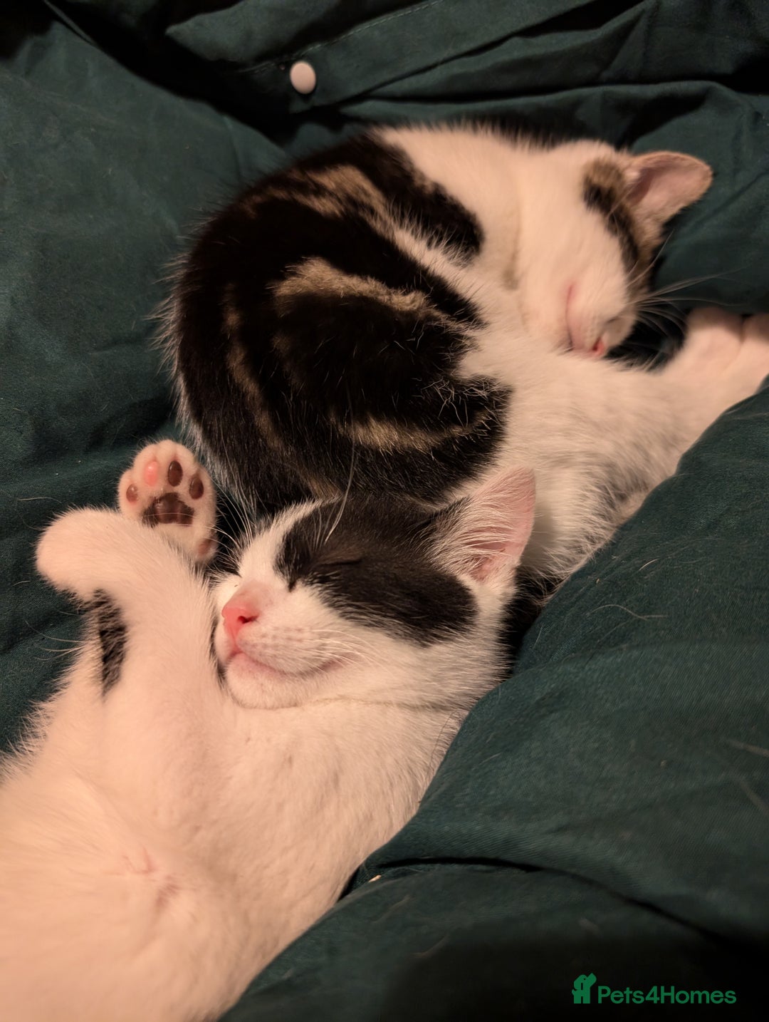 British Shorthair cats for sale: Kittens for Sale  - Image 5