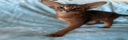 Abyssinian cats for sale: Beautiful Abyssinian boys - Advert 3