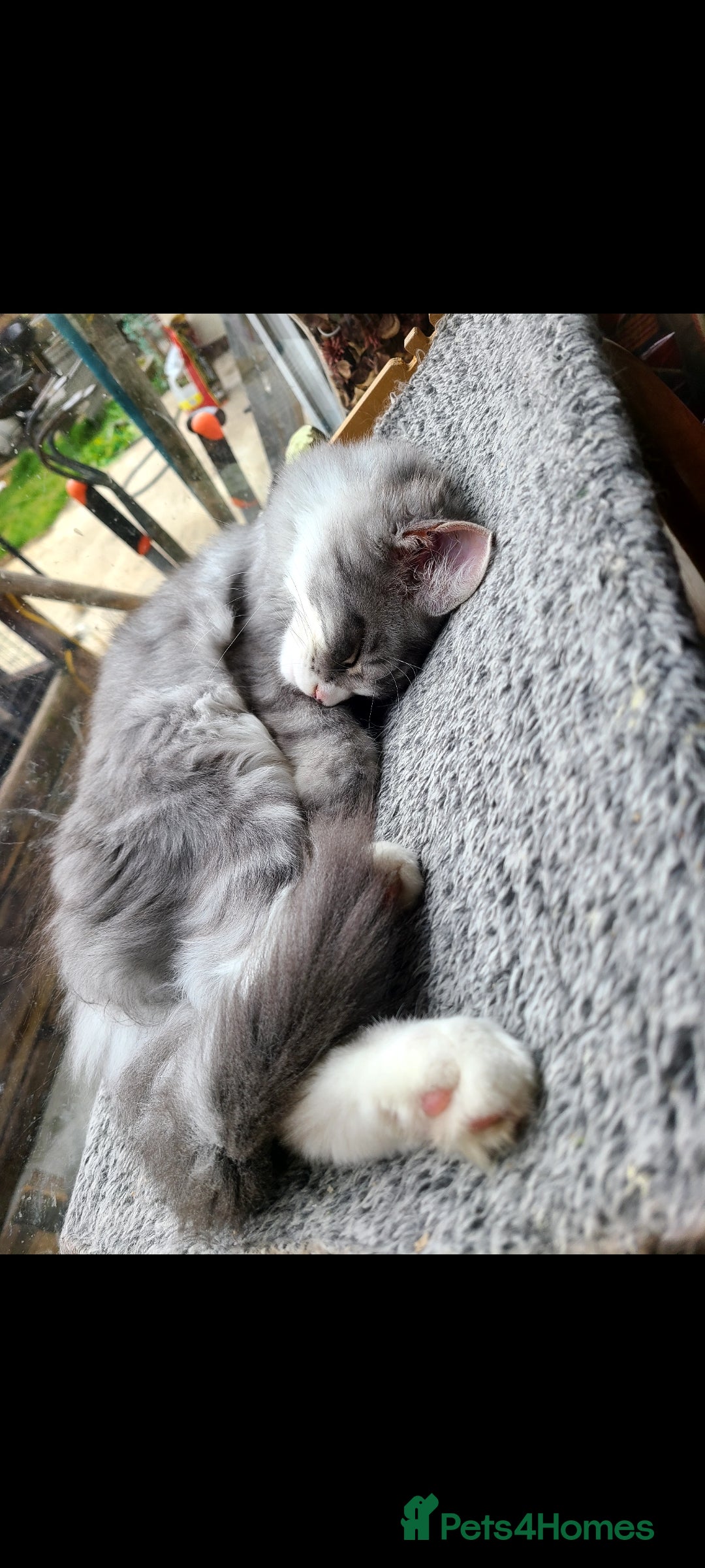Maine Coon cats Fluffy, friendly pedigree maine coon kittens  - Advert 2