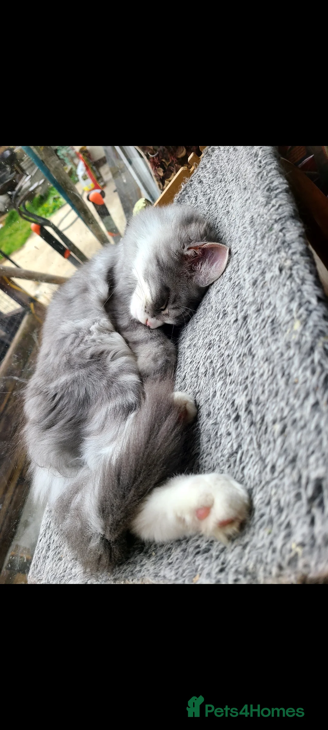Maine Coon cats for sale: Fluffy, friendly pedigree maine coon kittens  - Advert 2