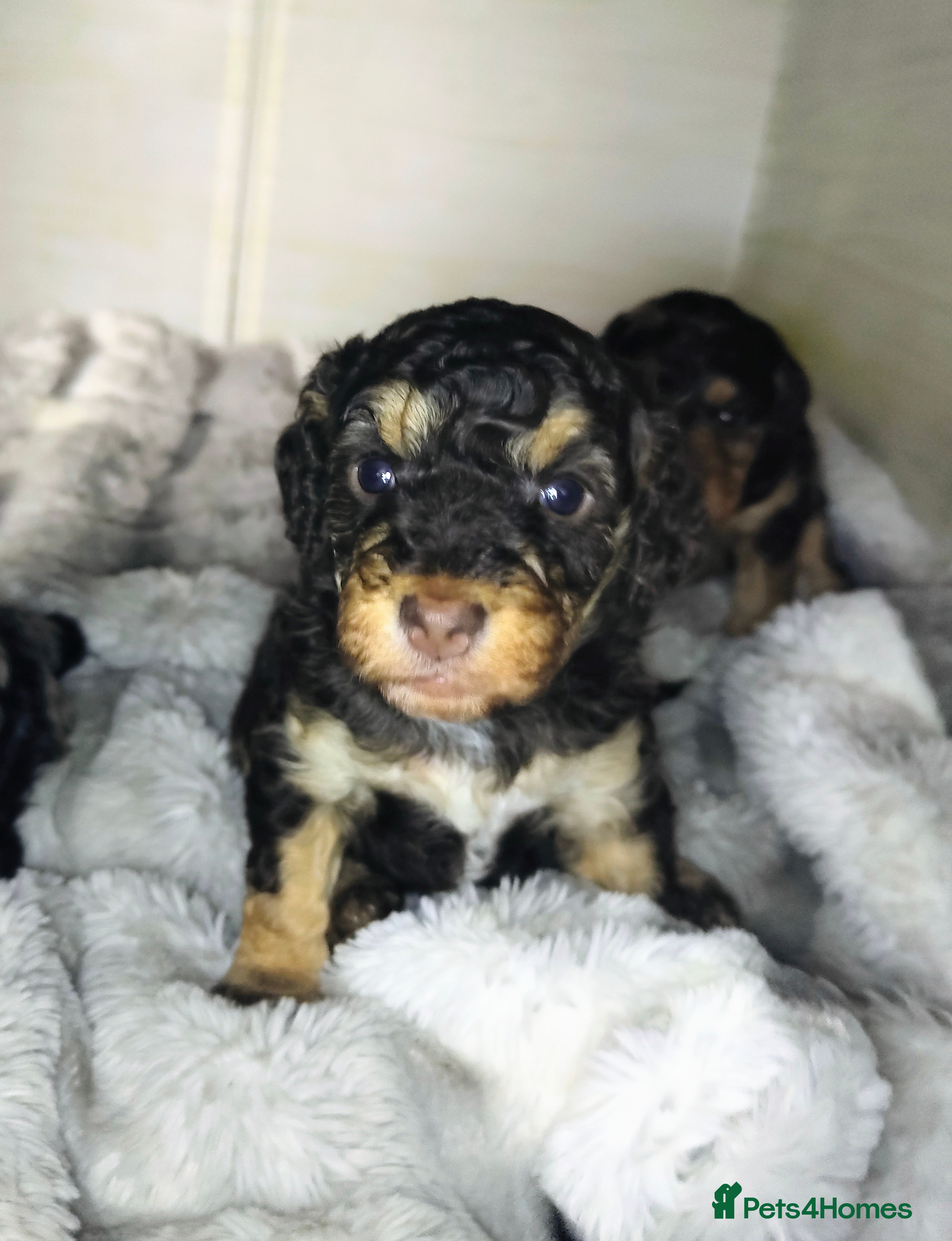 Cockapoo dogs Beautiful F1b toy cockapoos only 2 left - Advert 3