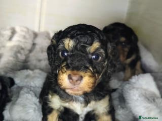 Cockapoo dogs Beautiful F1b toy cockapoos only 2 left - Advert 3