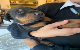 Dobermann dogs for sale: 9 KC Reg pedigree Doberman puppies - Image 10