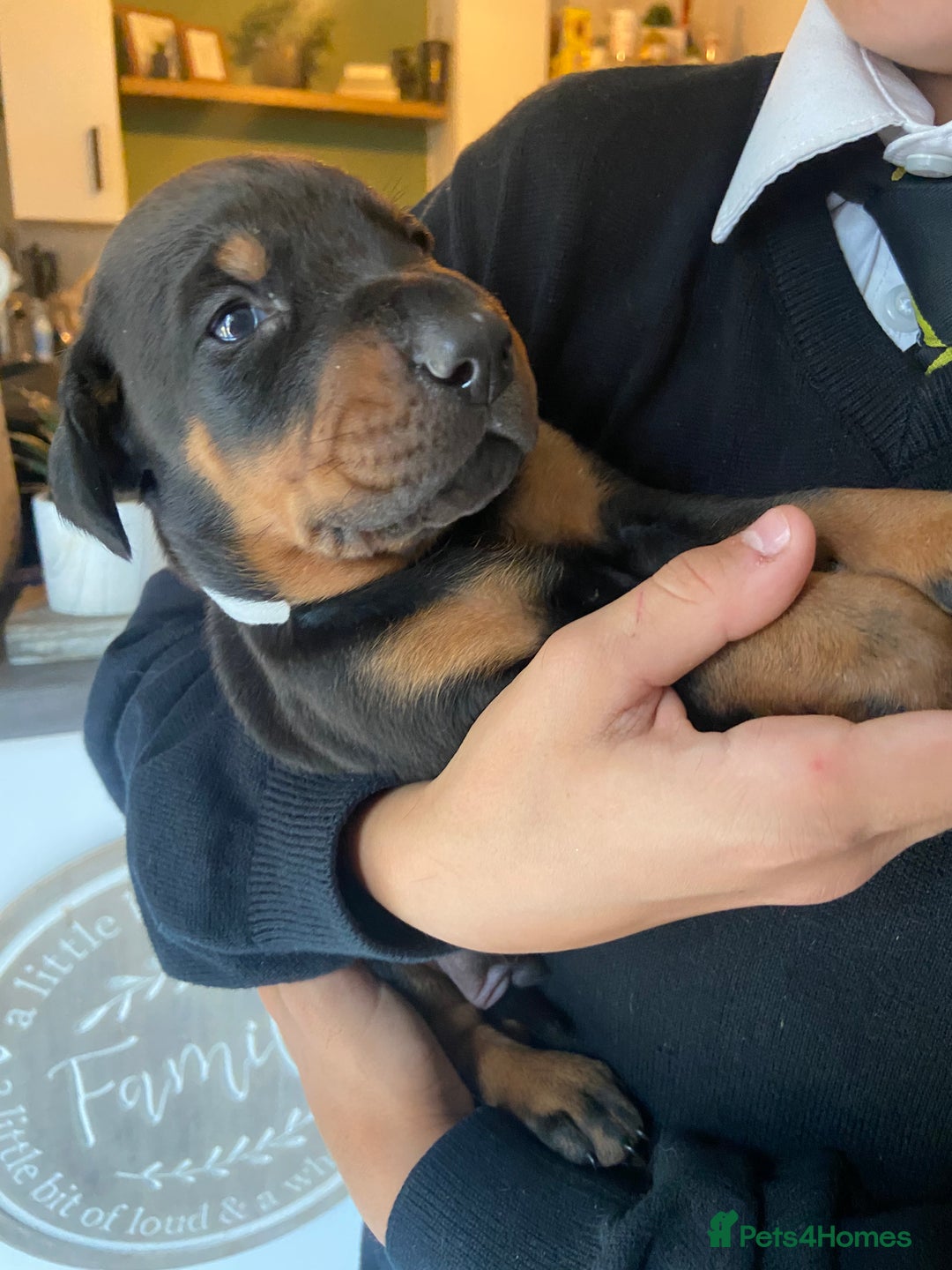 Dobermann dogs for sale: 9 KC Reg pedigree Doberman puppies - Image 10