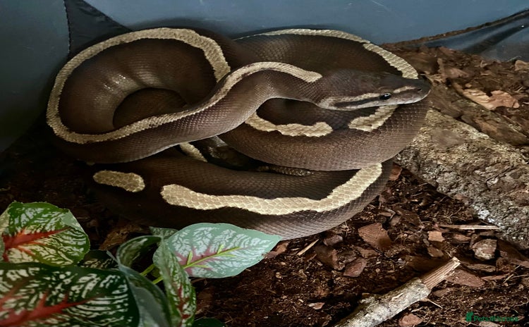 Python Snake reptiles - Advert 5
