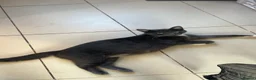 Mixed Breed cats for sale: Princess  - Advert 1
