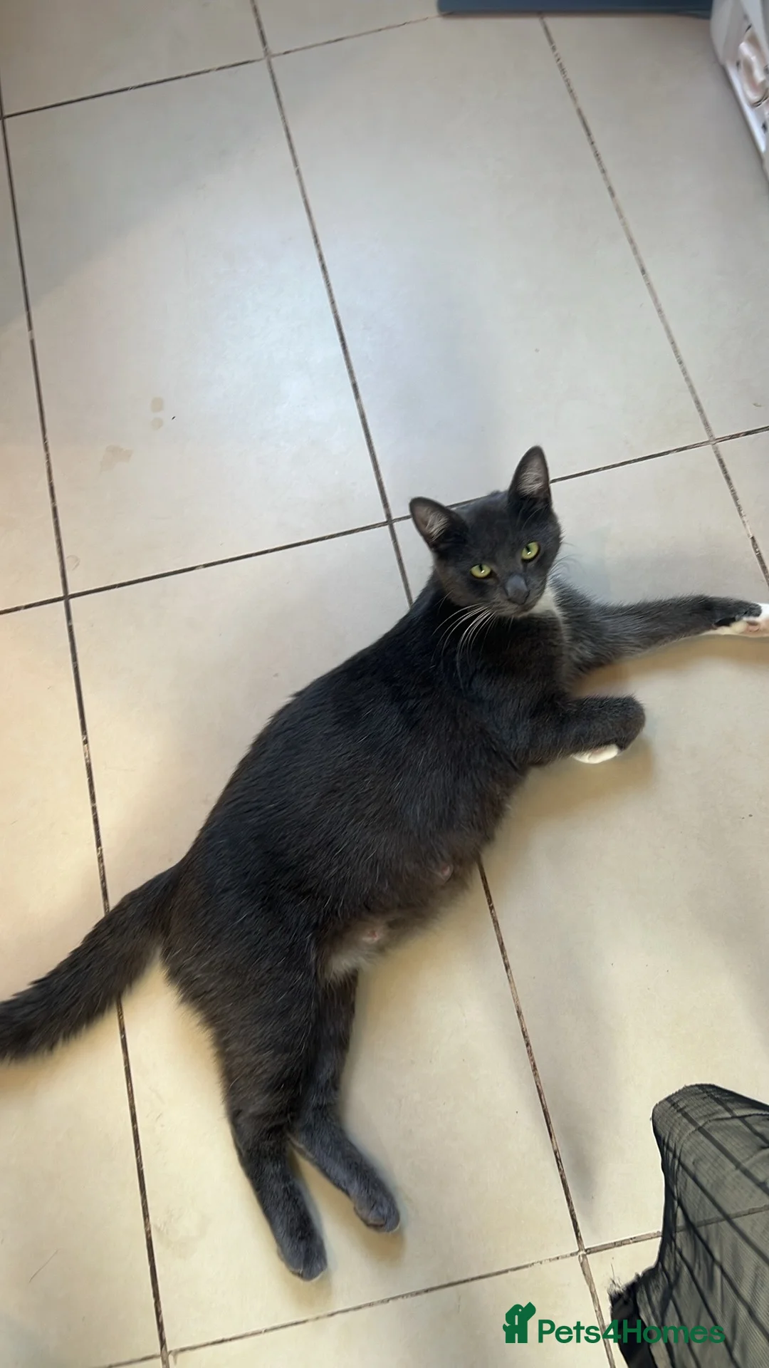 Mixed Breed cats for sale: Princess  - Advert 1