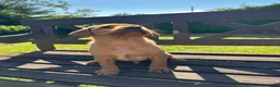 Labrador Retriever dogs for sale: KC Registered Fox red Labrador puppies in Newtown - Advert 4
