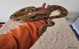 Boa Snake reptiles for sale: Boa Constrictor Job Lot – 3 Stunning 2022 Boas - Image 4