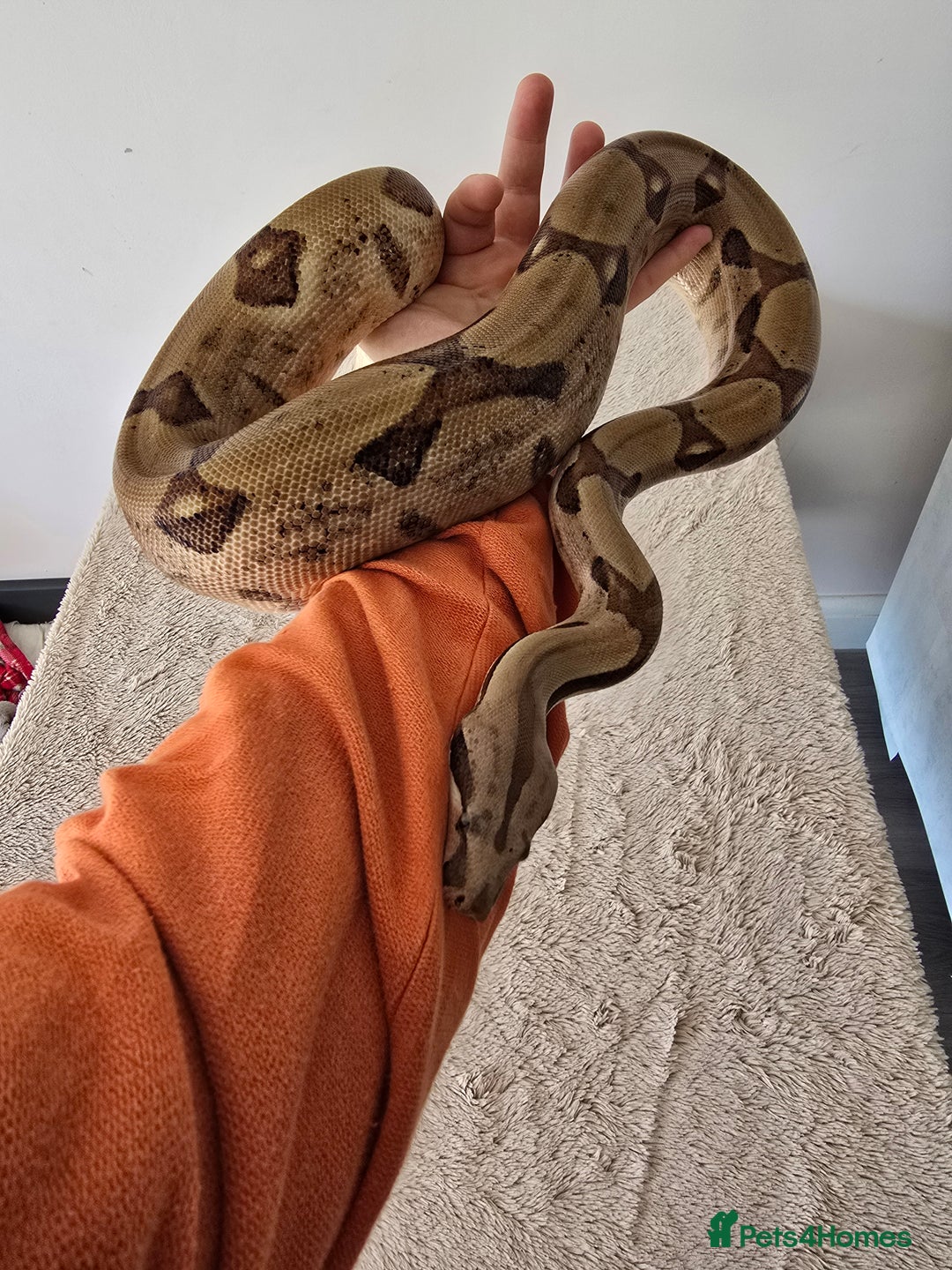 Boa Snake reptiles for sale: Boa Constrictor Job Lot – 3 Stunning 2022 Boas - Image 4