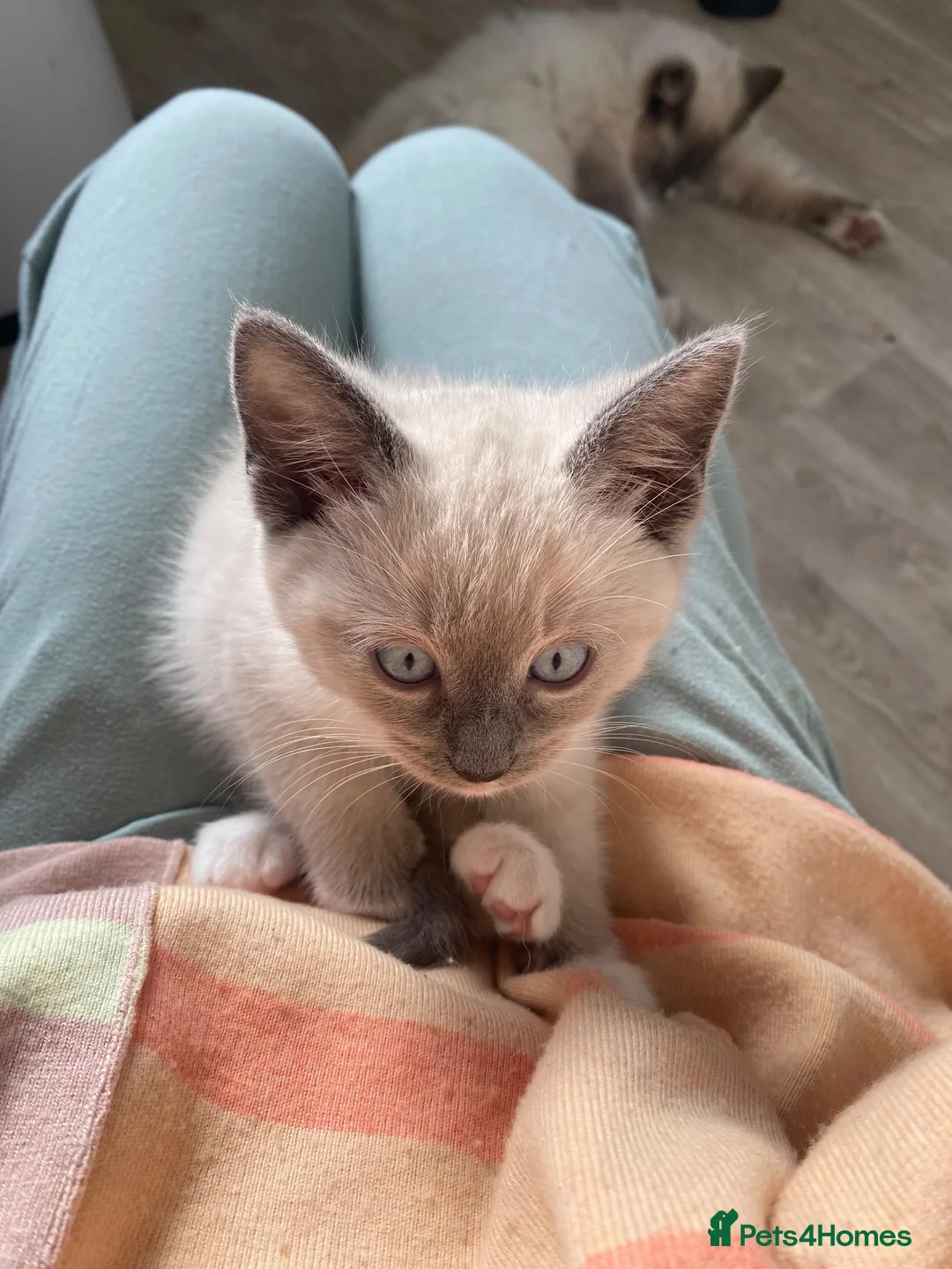 Ragdoll cats for sale: Healthy, strong Ragdoll kittens  in Wotton-under-Edge - Advert 2