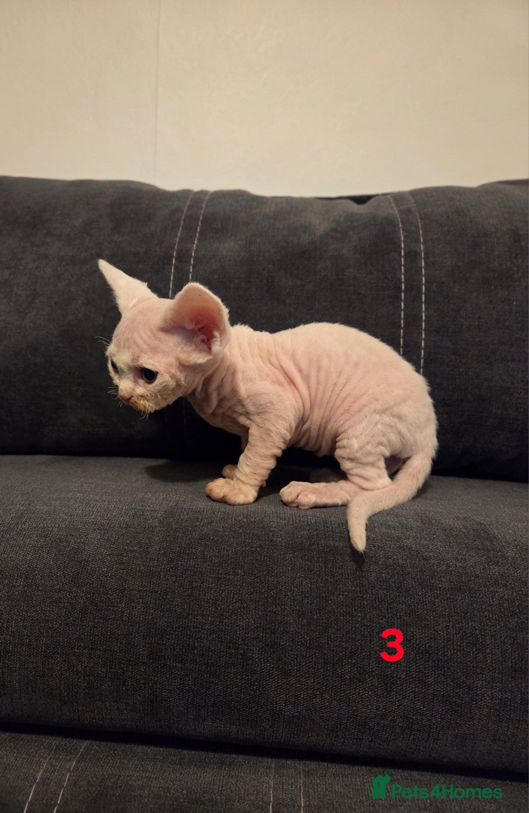 Devon Rex cats for sale: ✨ Beautiful Devon Rex Kittens – GCCF Registered ✨ - Advert 26