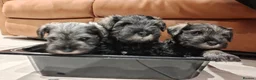 Miniature Schnauzer dogs for sale: KC reg Miniature Schnauzer puppies in Newry - Advert 4