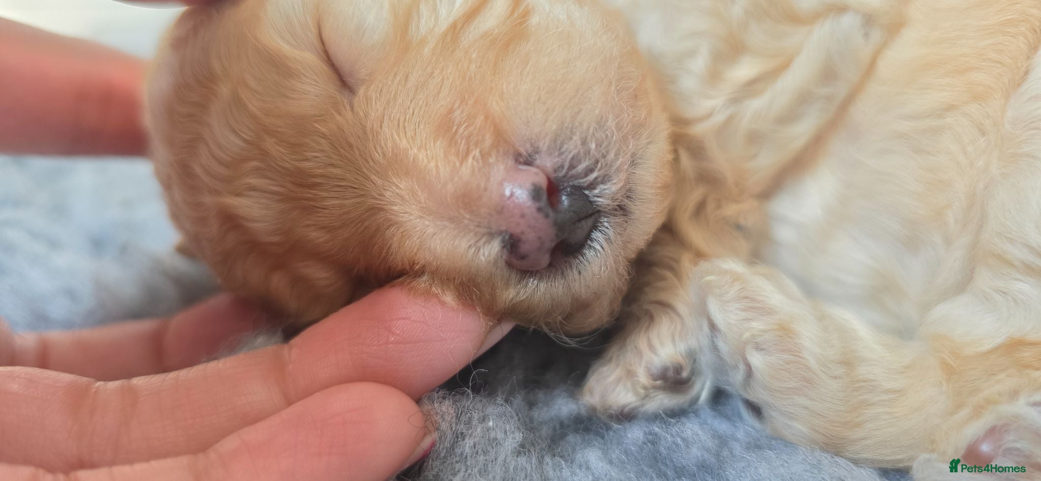 Cockapoo dogs 1 F1BB Toy Cockapoo Left!! Only 6 litters in UK!!  - Advert 2