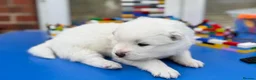 Samoyed dogs for sale: Bundle of joy 3 Puppy - Advert 26