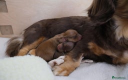 Miniature Dachshund dogs for sale: Miniature dachshunds - READY TO GO - Image 9