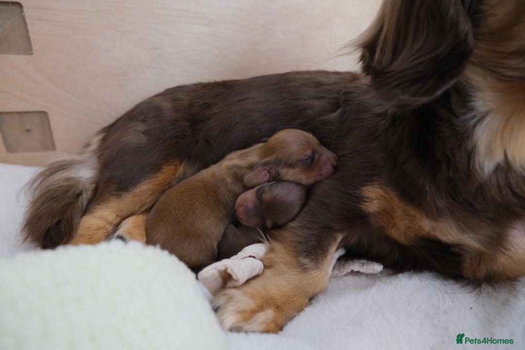 Miniature Dachshund dogs for sale: Miniature dachshunds - READY TO GO - Image 9