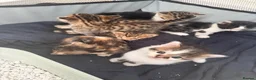 Bengal cats for sale: Bengal / Norwegian forest - Advert 7