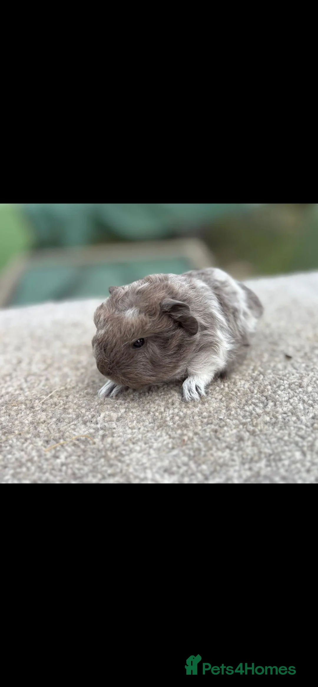 Guinea Pig rodents for sale: Swiss guinea pig - Advert 6