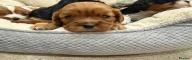 Cavalier King Charles Spaniel 5