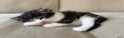 Mixed Breed cats for sale: 3 cute, cuddly kittens for sale - Advert 7
