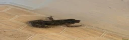 Toad reptiles for sale: 2 Baby Cane Toads - Advert 21