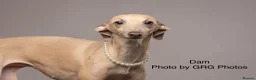 Italian Greyhound dogs for sale: Health tested KC reg Italian Greyhound Puppies  - Advert 4