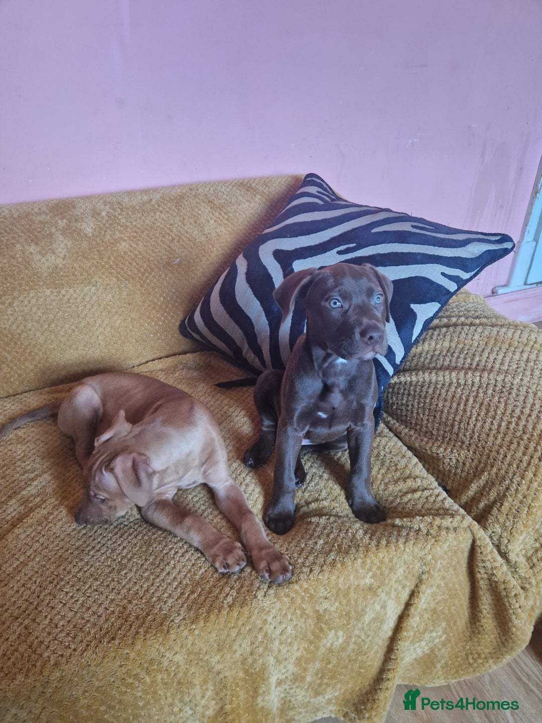 Mixed Breed dogs for sale: Doberman/labrador x american bulldog/english staff - Advert 24