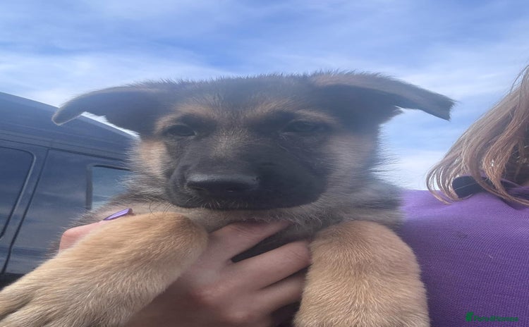 German Shepherd dogs in Scunthorpe - Advert 13