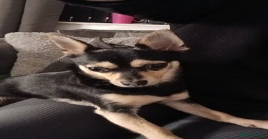 Pomchi dogs - Advert 11