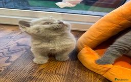 British Shorthair cats for sale: Blue and Lilac British shorthair boys  - Image 6