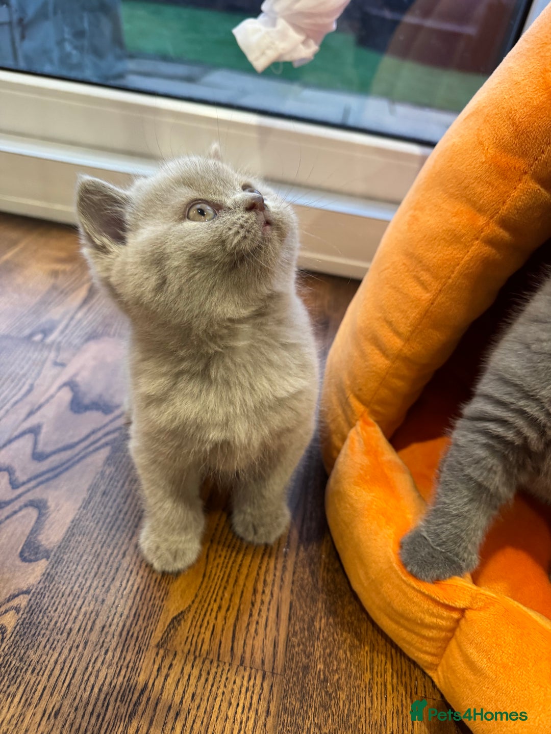 British Shorthair cats for sale: Blue and Lilac British shorthair boys  - Image 6
