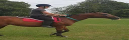 English Thoroughbred horses for sale: 15.1 bay mare tb  - Advert 2
