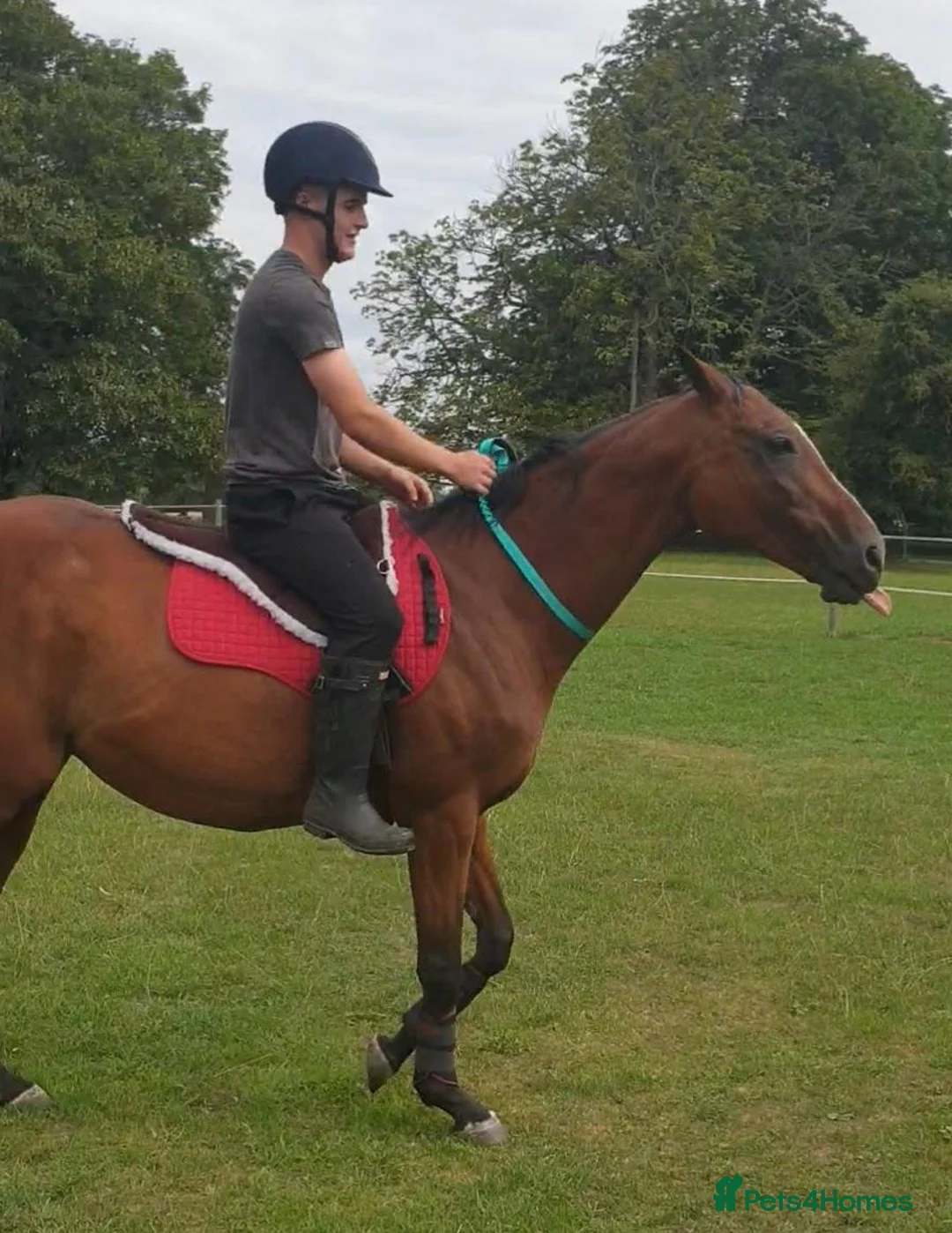 English Thoroughbred horses for sale: 15.1 bay mare tb  - Advert 2